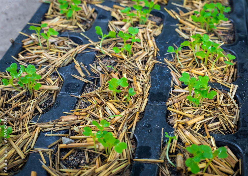 The organic vegetable from seed in the plastic black pot. Green seedling is growing in the soil The organic vegetable from seed in the plastic black pot. Green seedling is growing in the soil