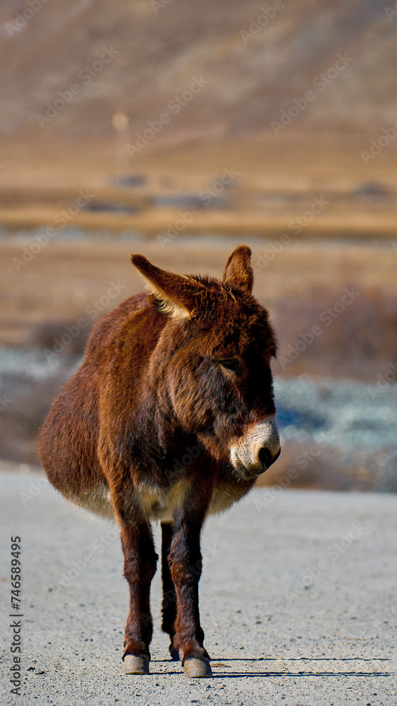 A wild donkey is standing on the road