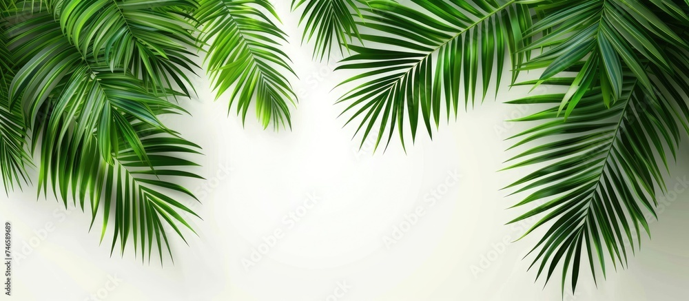 A close-up view of a tropical palm leaf against a white wall. The detailed texture of the leaf is visible, with space around for summer-themed advertising and banners.