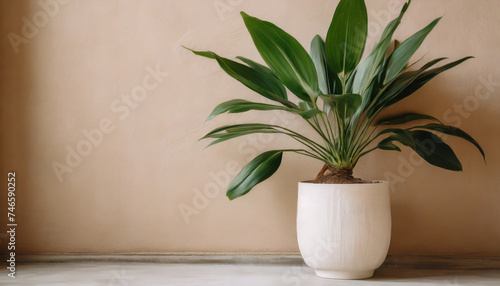 Large green plant in white pot  beige wall.