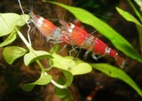 Shrimp are mating