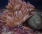 shrimp, clownfish and coral