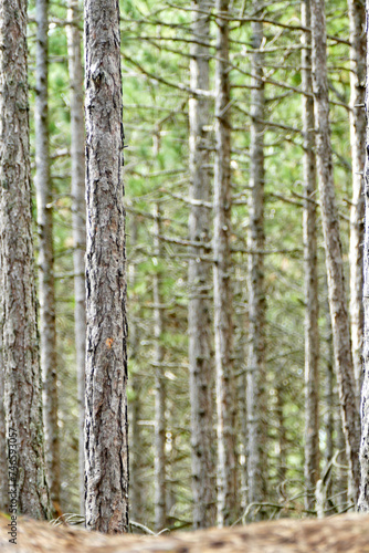 Forest near Choczewo, Poland