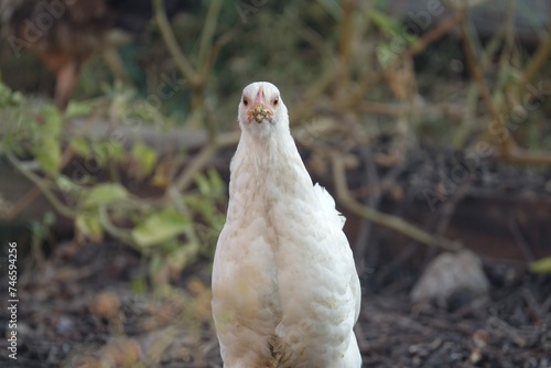 Bird With Ground Soil Background