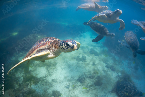 A group of Green sea turtles swimming in Zanzibar
