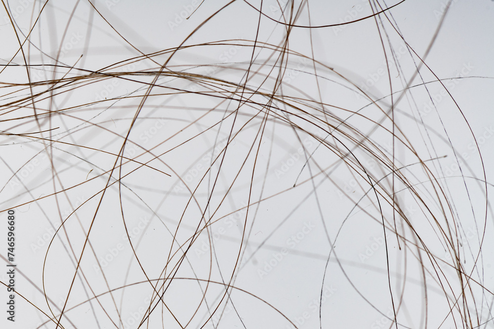 Macro close up of isolated gray and brown human hair strand follicles texture overlay
Macro close up of isolated gray and brown human hair strand follicles texture overlay