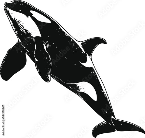 Silhouette the orca or killer whale black color only