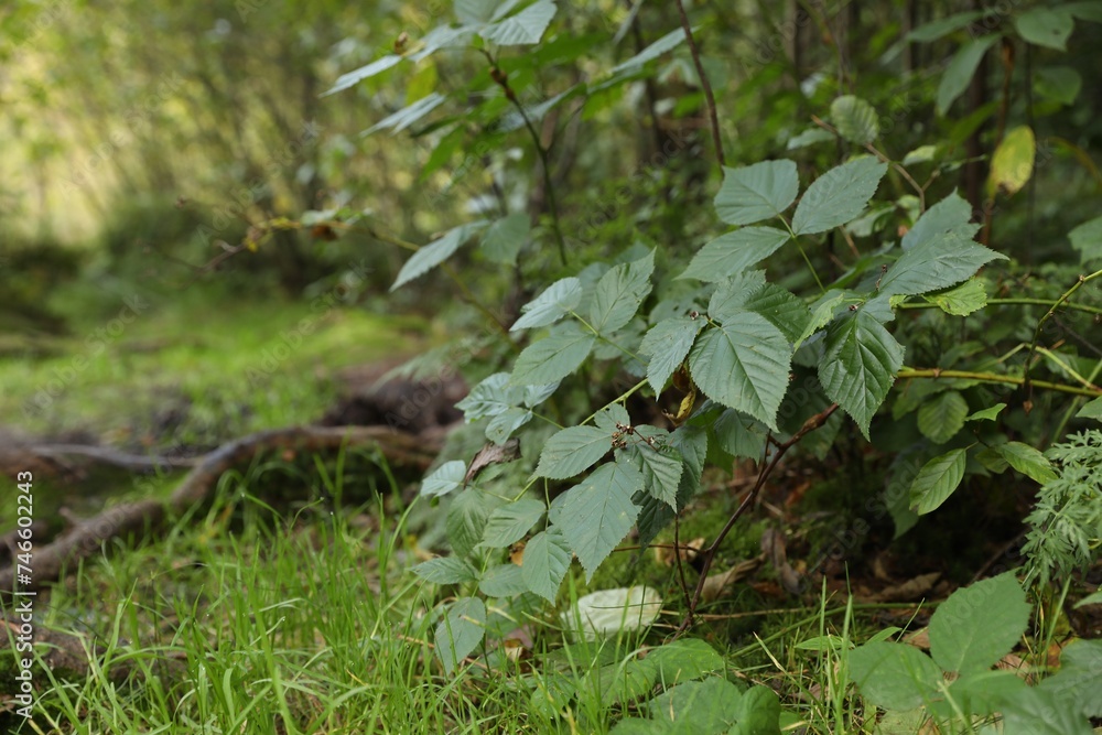 Beautiful wild plant with green leaves growing outdoors, closeup. Space for text