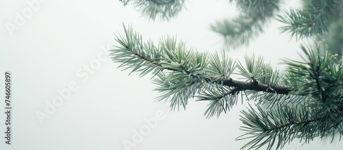 Detailed view of a pine tree branch showcasing the intricate texture and patterns of the needles against a white background. The branch appears green and vibrant, with tiny pine cones clustered along © 2rogan