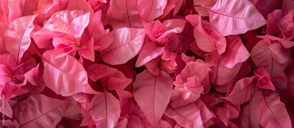 A bunch of vibrant pink bougainvillea flowers with green leaves creating a stunning display of color and contrast in a garden setting. The pink blooms pop against the lush green foliage, adding a A bunch of vibrant pink bougainvillea flowers with green leaves creating a stunning display of color and contrast in a garden setting. The pink blooms pop against the lush green foliage, adding a