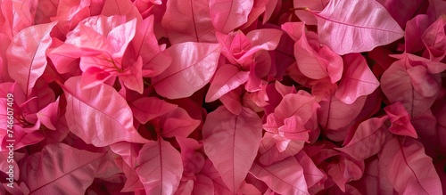 A bunch of vibrant pink bougainvillea flowers with green leaves creating a stunning display of color and contrast in a garden setting. The pink blooms pop against the lush green foliage, adding a