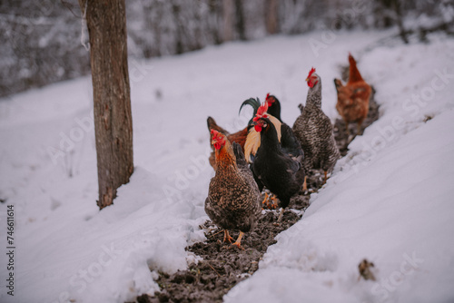 A rooster in the snow near the forest. Close-up with a domestic birds at the farm sitting with his chickens in the garden in winter season. Group of colorful hens close to nature