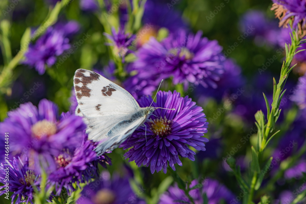 Butterflies dance on the Dutch chrysanthemum bushes, very beautiful Butterflies dance on the Dutch chrysanthemum bushes, very beautiful