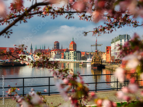 Flowers of trees blooming in spring over the Motława river in Gdansk. Poland