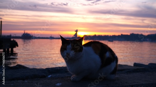 a peaceful cat at sunset