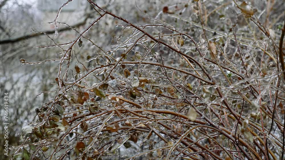 Ice-covered rose hips. Frozen branches of a tree. Ice on the branches. Cold winter. Freezing rain consequences. Ice-covered rose hips. Frozen branches of a tree. Ice on the branches. Cold winter. Freezing rain consequences.