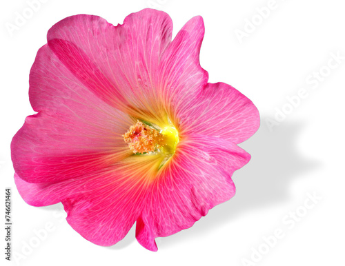 Pink hibiscus flower