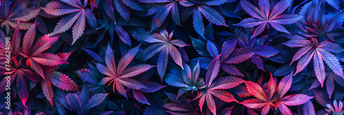 purple cannabis leaves background © overrust