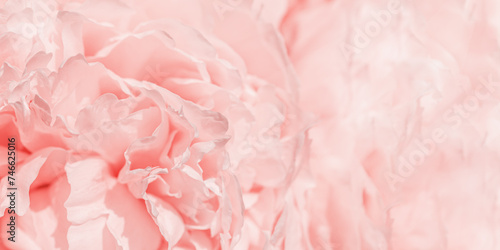 Soft focus wide banner, blurred rose color flower peony petals, close up macro nature background. Beautiful bloom backdrop. Pink white flowers top view, flowery wallpaper, pastel floral pattern photo
