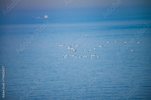 seagulls on the sea, Flamborough
