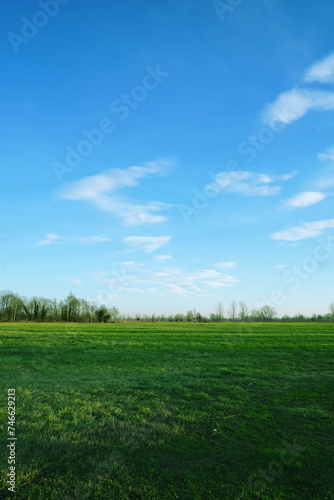 Fototapeta Naklejka Na Ścianę i Meble -  Big Field Of Green Grass With Cloudy Blue Sky