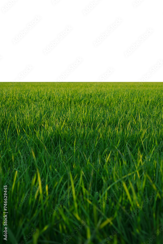 green grass field isolated on transparent background, png green grass field isolated on transparent background, png