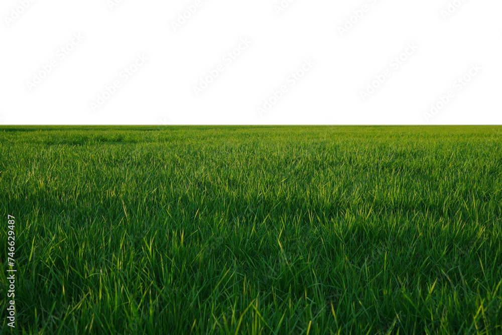 green grass field isolated on transparent background, png green grass field isolated on transparent background, png