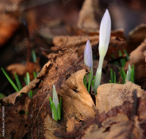 Frühlingsboten photo