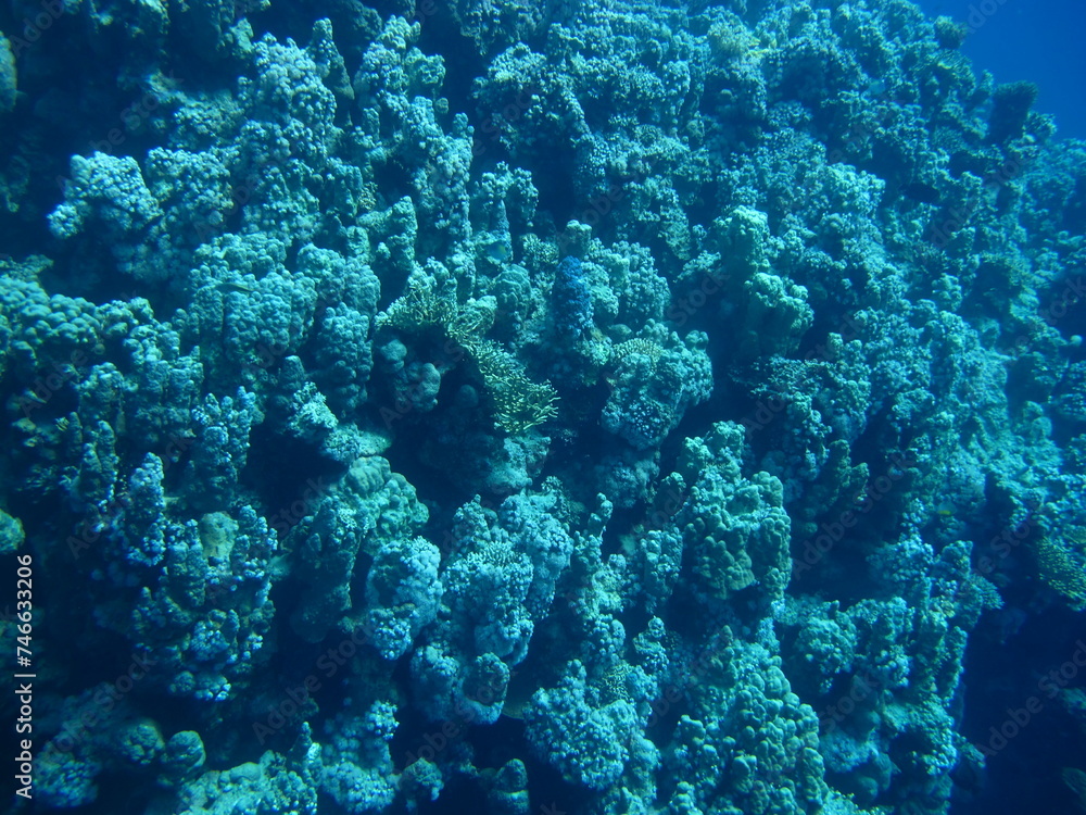 A close-up view of a coral reef displaying an array of intricate coral formations with some small fish swimming around, highlighting the reef's complexity. A close-up view of a coral reef displaying an array of intricate coral formations with some small fish swimming around, highlighting the reef's complexity.