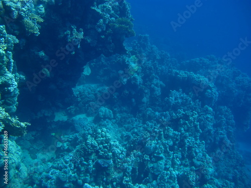 A massive coral reef structure, showcasing its extensive growth and the deep blue sea surrounding it, emphasizing the reef's vastness