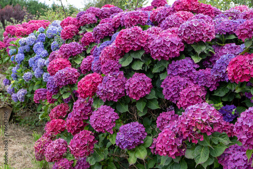 Dark purple and blue hydrangea macrophylla or hortensia flowering plants in the garden.