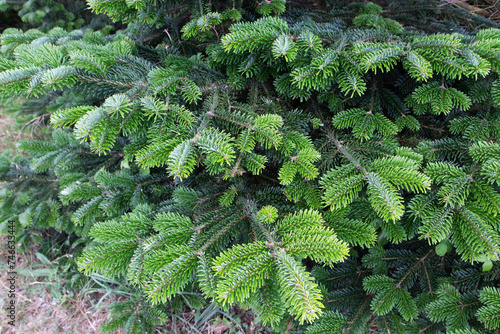 Fraser fir or abies fraseri tree banches photo