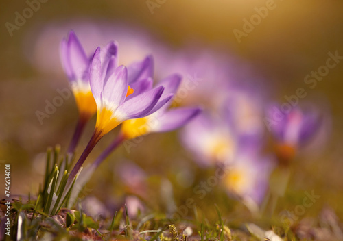 Wiosenne kwiaty, Fioletowe Krokusy na łące. 
