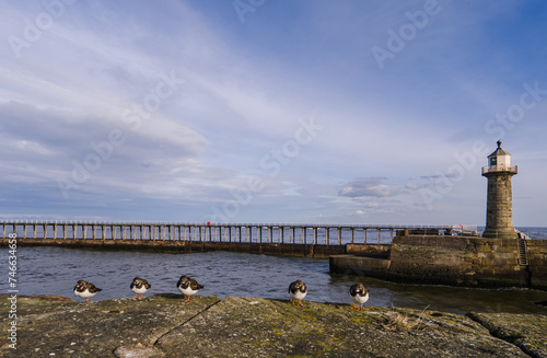 View of the East Pier  Whitby from across the harbour on the West Pier. A group of Turnstones sit in the foreground.