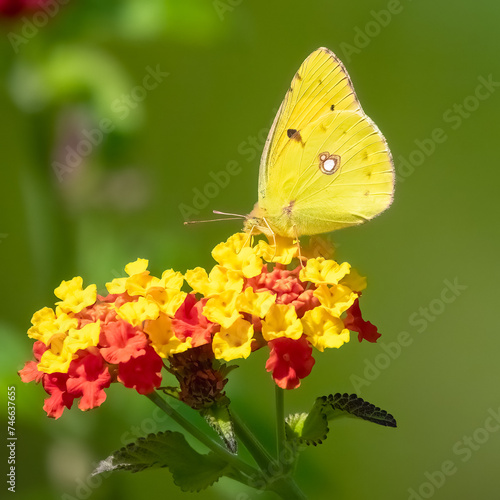 Clouded Yellow © Risto