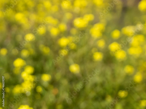 Defocused yellow flowers among green grass background