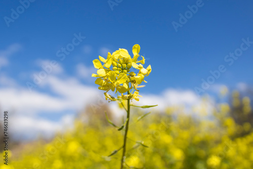 Yellow rapeseed blossom in front of blue sky in sunlight