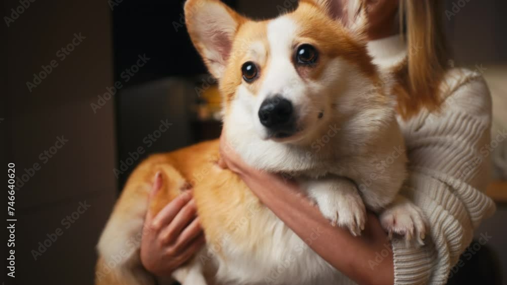 Golden corgi cuteness at home: Woman holds and shares playful moments with her puppy Golden corgi cuteness at home: Woman holds and shares playful moments with her puppy