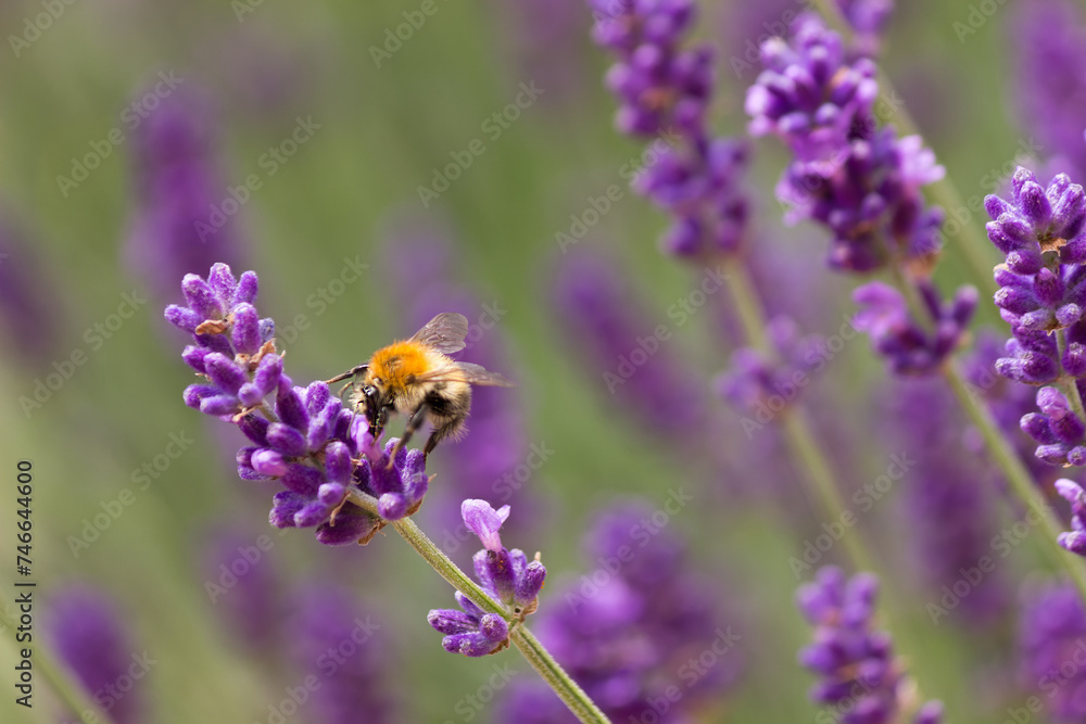 eine Hummel sitzt auf einer Landelblüte eine Hummel sitzt auf einer Landelblüte