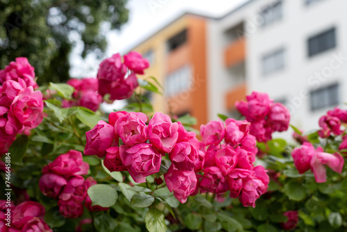 Floribunda rose bush with bouquets of open dark pink flowers on the background of the building