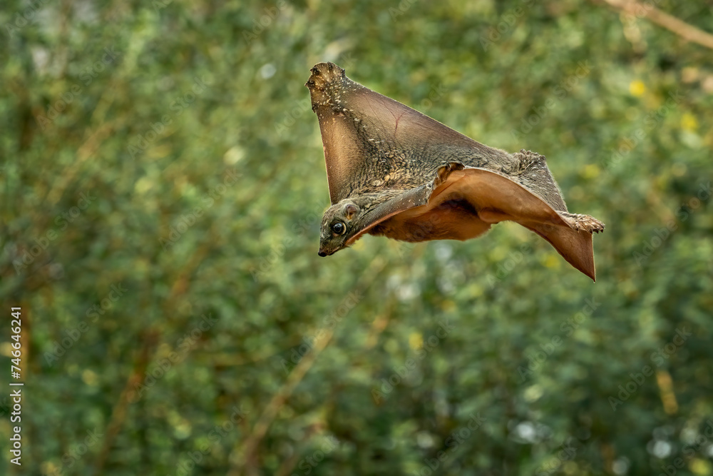 Fototapeta premium Flying Lemur (Galeopterus variegatus) in the rainforest of Java, Indonesia.