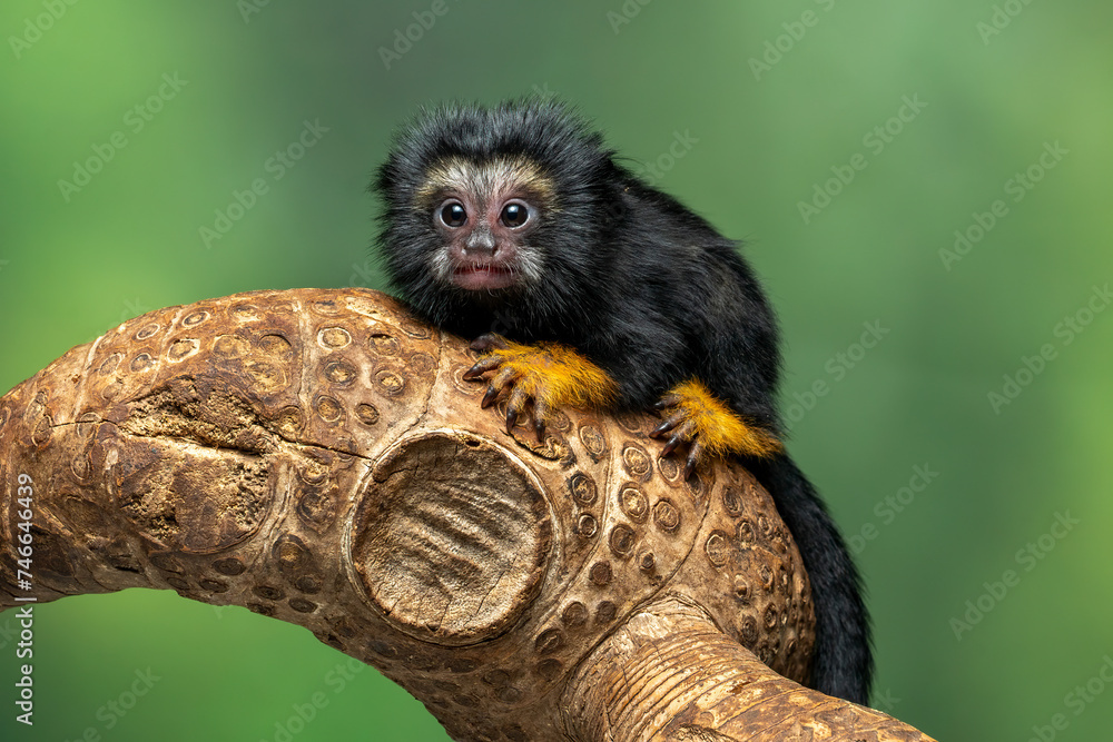 Φωτογραφία The Red Handed Tamarin or Golden-handed Tamarin or Midas Tamarin (Saguinus midas), is a New World Monkey native to South America