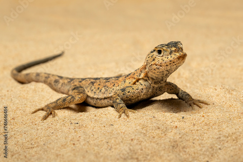 Toad-headed Agama or Secret Toadhead Agama  Phrynocephalus mystaceus  is a species of agamid lizard. 