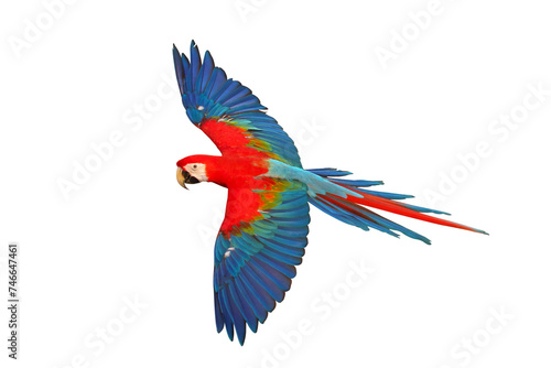 Colorful flying Ruby Macaw parrot isolated on transparent background png file