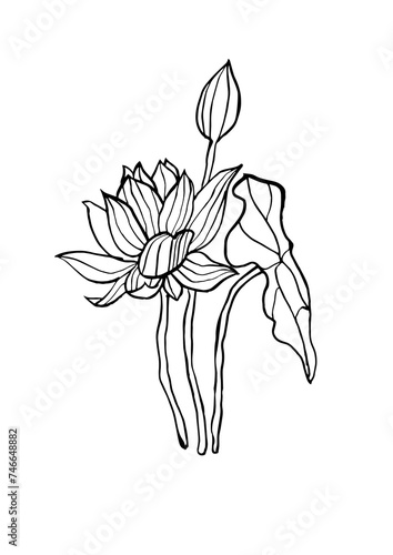 Vector illustration - ink sketch with lotus flowers . Art for for prints, wall art, banner, background