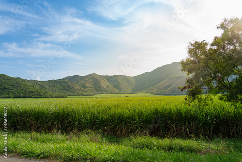 Field of sugarcane crops at sunset in a Colombian landscape.