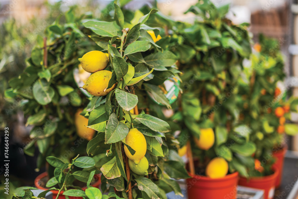 Close-up view of natural lemon tree with lemons on branches. Sweden.