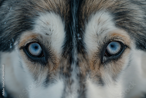 a Siberian Husky army with emotional eyes, Close-up camera angle