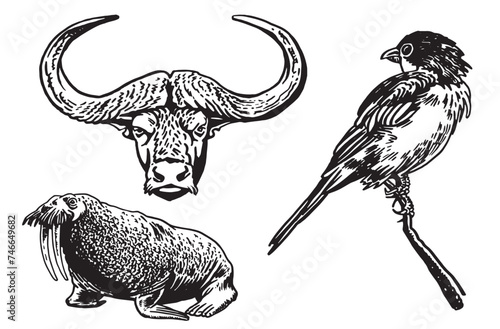 Graphical set of animals on white background, vector illustration photo