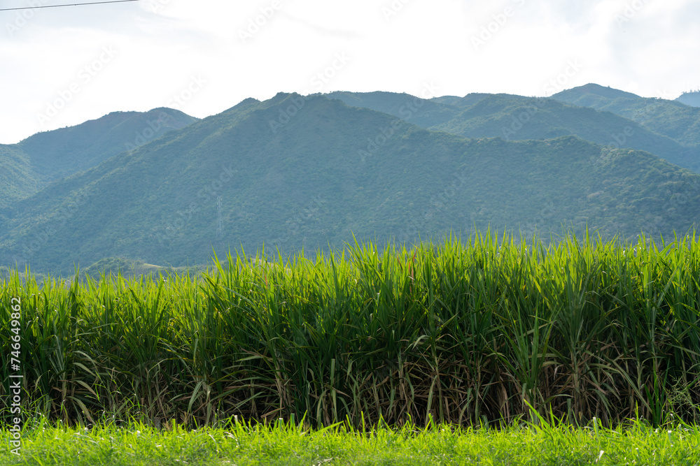 Fototapeta premium Field of sugar cane crops at sunset in the department of Valle del Cauca, Colombia.